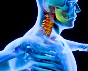 Qué son las vértebras cervicales